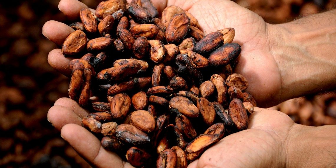 El cacao de Santander para el mundo