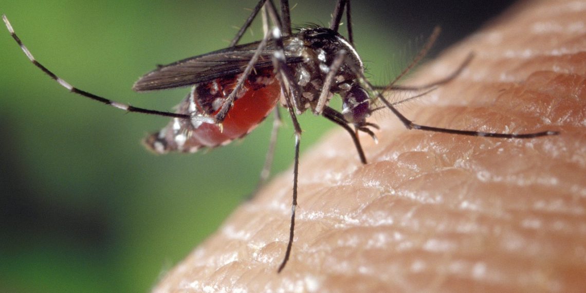 El dengue en Bucaramanga se encuentra en zona de seguridad