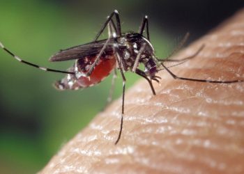 El dengue en Bucaramanga se encuentra en zona de seguridad