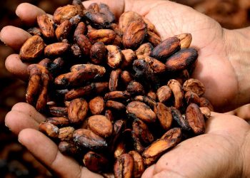 Cacao con aroma de paz; de Rionegro para el mundo