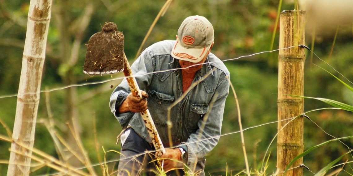 Colombia cuenta con potencial para sembrar alimentos en 39 millones de hectáreas: MinAgricultura
