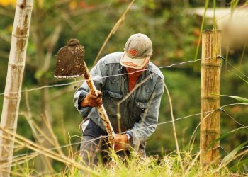 Colombia cuenta con potencial para sembrar alimentos en 39 millones de hectáreas: MinAgricultura