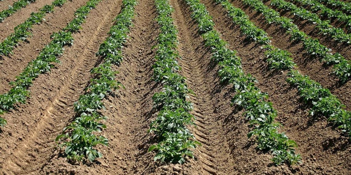 Gobierno anuncia incentivo por $30.000 millones para compensar precio a 25.000 productores de papa en el país