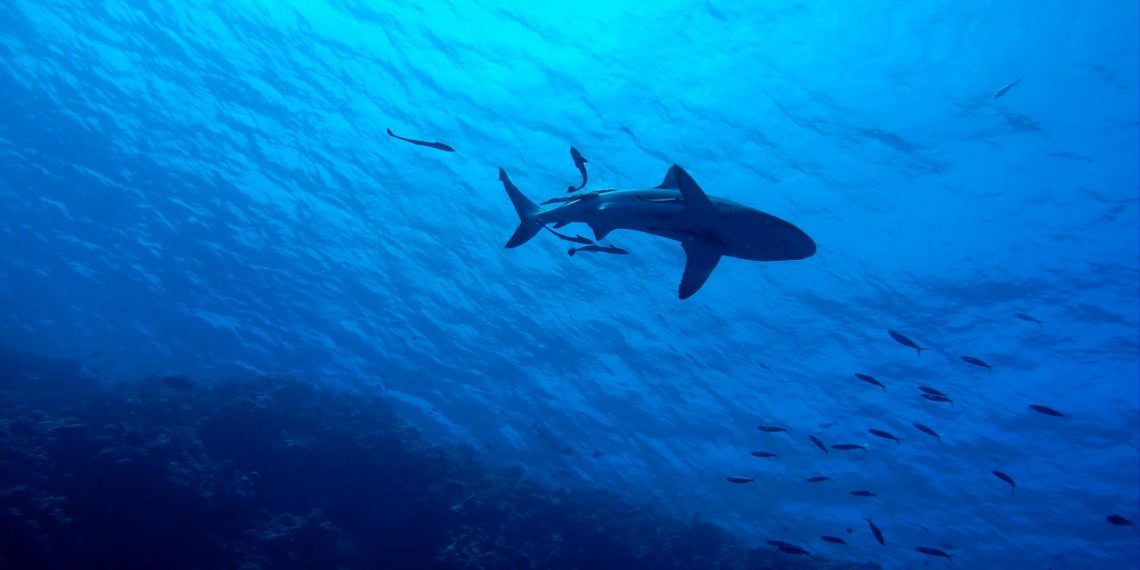 Gobierno Nacional prohíbe la pesca artesanal e industrial de tiburón en Colombia