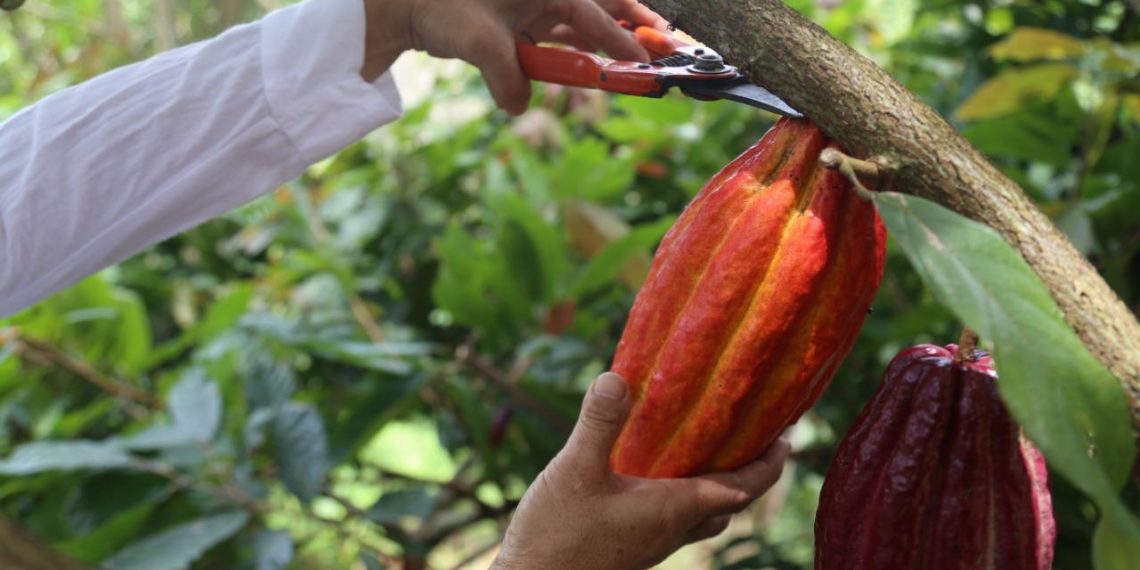 Santander es pionero en Colombia por adoptar proyecto agrícola para víctimas del conflicto armado