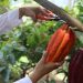 Santander es pionero en Colombia por adoptar proyecto agrícola para víctimas del conflicto armado