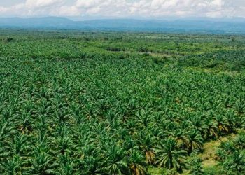 Ministros de Agricultura de Colombia, Perú, Ecuador y Bolivia firman declaración para fortalecer la integración regional en el agro