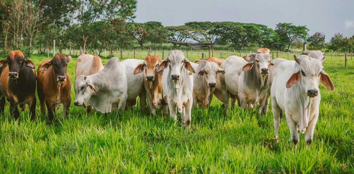Colombia exportará material genético bovino a Paraguay
