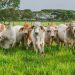 Colombia exportará material genético bovino a Paraguay