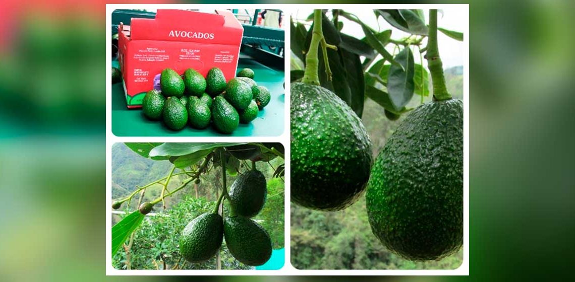 Gobierno Nacional busca la admisibilidad para productos colombianos en 12 mercados internacionales