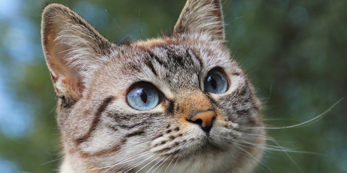 Secretaría de Salud y Ambiente de Bucaramanga ubica punto fijo de vacunación para caninos y felinos