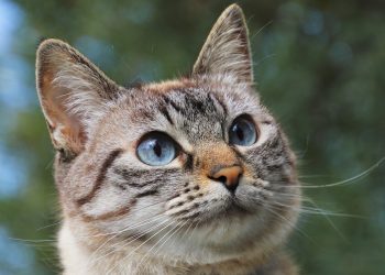 Secretaría de Salud y Ambiente de Bucaramanga ubica punto fijo de vacunación para caninos y felinos