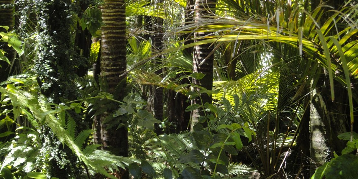 Con nueva técnica experimental se esperan sembrar 30 millones de árboles en Colombia