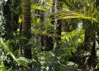 Con nueva técnica experimental se esperan sembrar 30 millones de árboles en Colombia