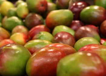 Colombia recibe autorización para exportar mango fresco a Estados Unidos