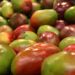 Colombia recibe autorización para exportar mango fresco a Estados Unidos