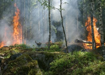 Las disidencias de Farc están detrás de los incendios en distintos puntos de la Amazonía colombiana