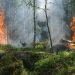 Las disidencias de Farc están detrás de los incendios en distintos puntos de la Amazonía colombiana