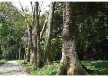 Árbol Búcaro, especie insignia de la ciudad: Concejo de Bucaramanga