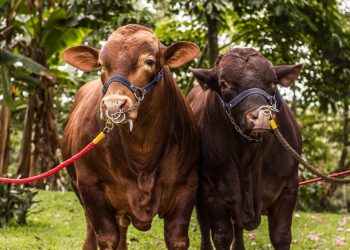 Más de 85 ganaderías de exposición estarán en Agroferia 2022