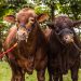Más de 85 ganaderías de exposición estarán en Agroferia 2022