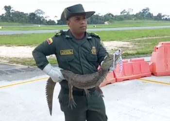 La babilla que irrumpió en el aeropuerto Palonegro
