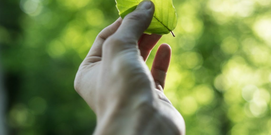 Víctimas del conflicto en Santander se beneficiarán con proyecto agroforestal