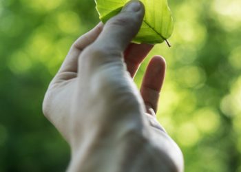 Víctimas del conflicto en Santander se beneficiarán con proyecto agroforestal