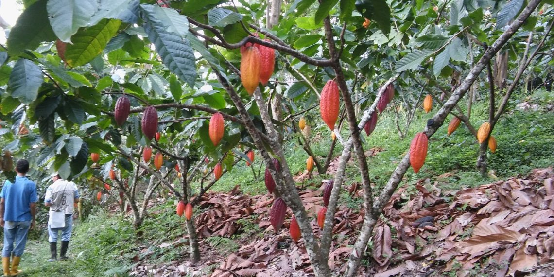 Tres propuestas de innovación cacaotera en San Vicente de Chucurí