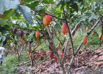 Tres propuestas de innovación cacaotera en San Vicente de Chucurí
