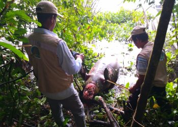 Denuncian muerte de manatí en la Ciénaga de Paredes