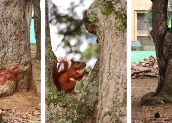 Remodelación del parque Centenario respetará los árboles: Alcaldía