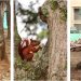 Remodelación del parque Centenario respetará los árboles: Alcaldía
