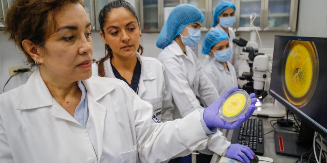 Descubren en Santander nuevo hongo que absorbe el cadmio, un metal tóxico
