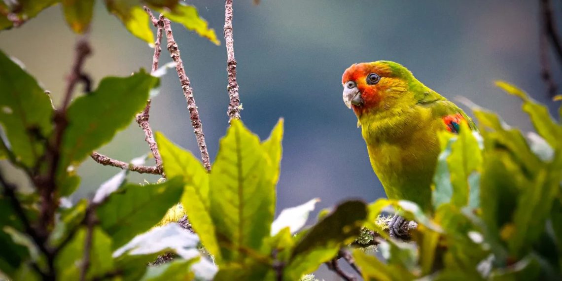 Festival de aves y turismo de naturaleza en Encino, Santander