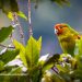 Festival de aves y turismo de naturaleza en Encino, Santander
