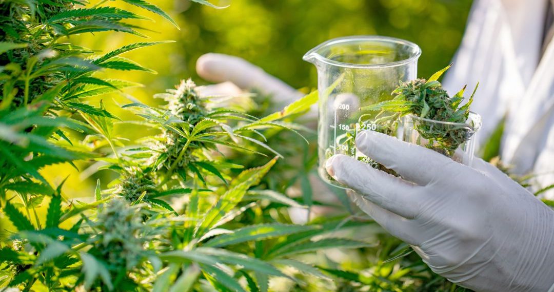 Santander exporta cannabis medicinal a Europa