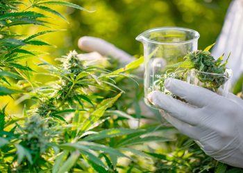Santander exporta cannabis medicinal a Europa