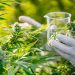 Santander exporta cannabis medicinal a Europa