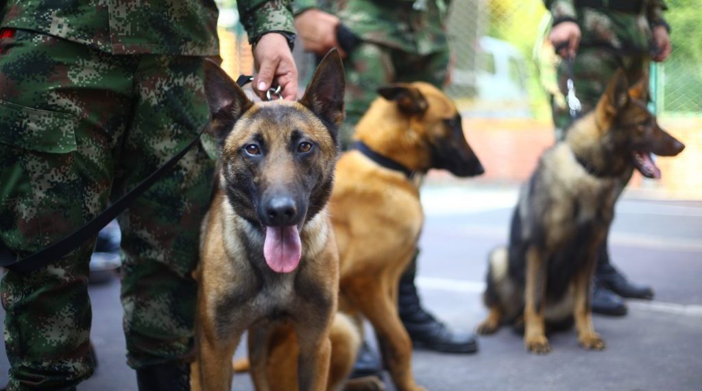 Caninos antinarcóticos fortalecen la seguridad en Bucaramanga