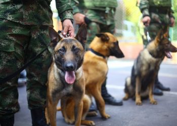 Caninos antinarcóticos fortalecen la seguridad en Bucaramanga