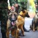 Caninos antinarcóticos fortalecen la seguridad en Bucaramanga