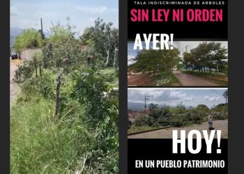 Denuncian arboricidio en Barichara