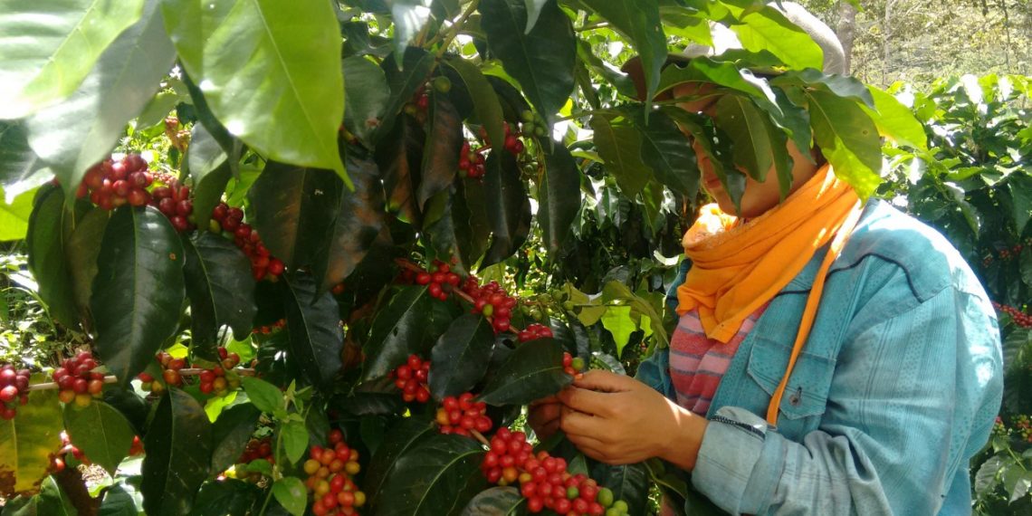 Cafeteros de Santander, Norte de Santander y Nariño recibirán apoyo de Nespresso