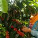 Cafeteros de Santander, Norte de Santander y Nariño recibirán apoyo de Nespresso