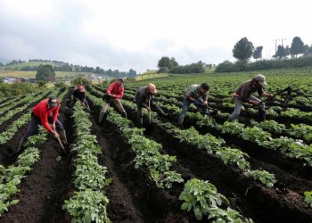 Anuncian paro campesino contra Ley de Páramos