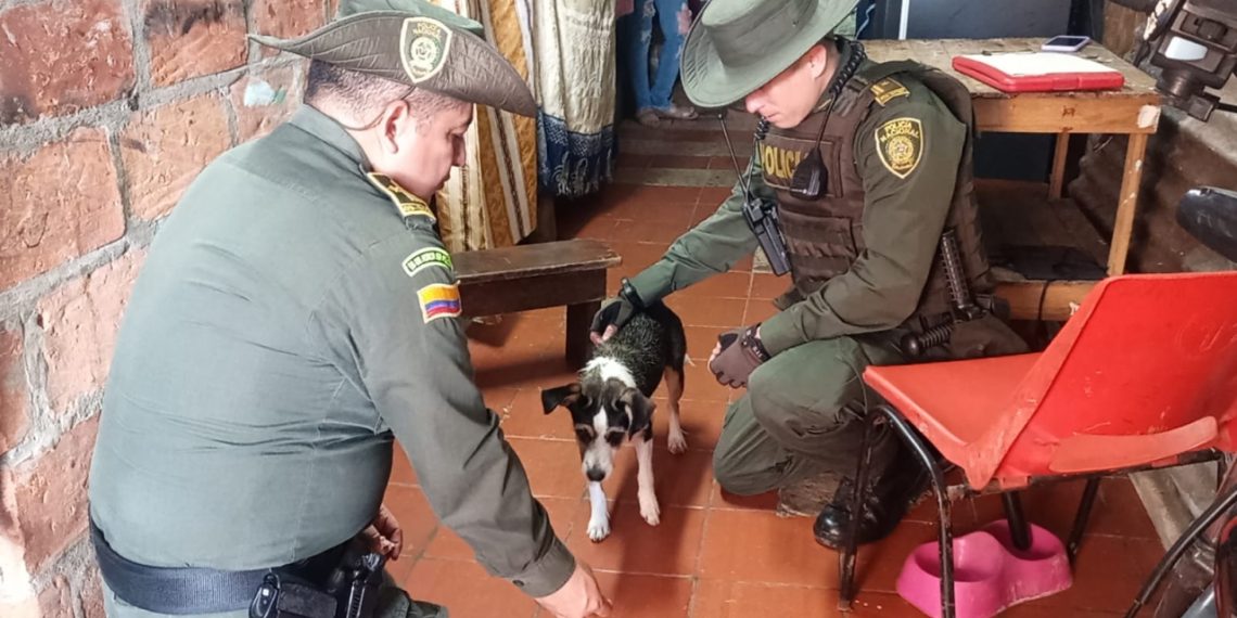 Así ubicaron a Kira, la perrita que corría detrás de un taxi