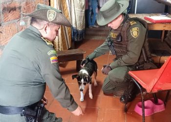 Así ubicaron a Kira, la perrita que corría detrás de un taxi