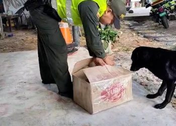 Policía Santander incautó 9.269 gramos de marihuana