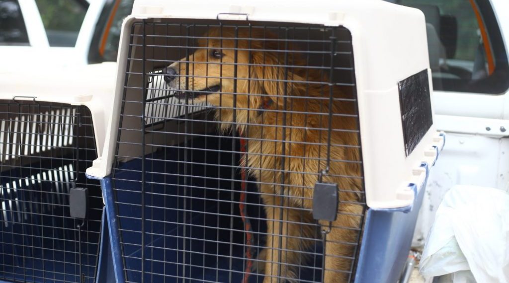 25 animales rescatados y $12 millones en multas por maltrato animal en 2023
